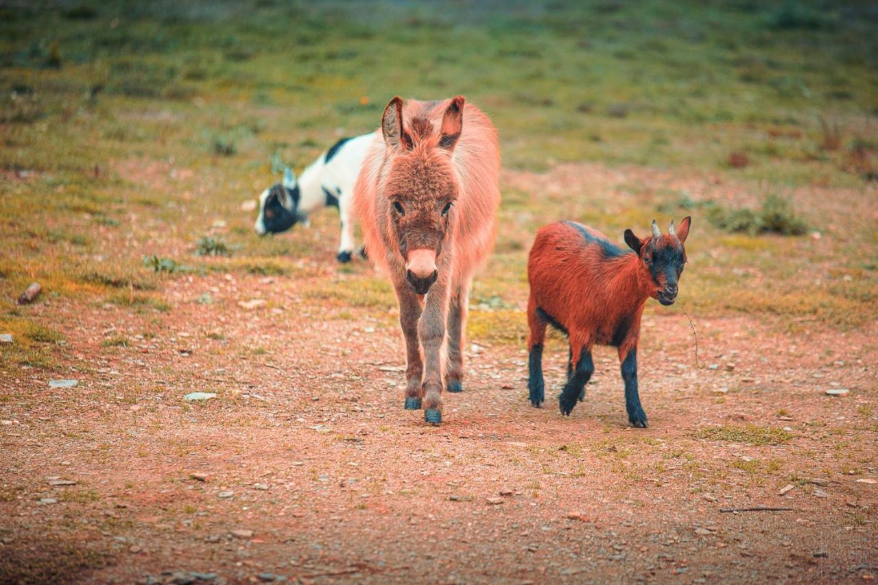 Domaine De La Vitarelle Glamping Villaniere エクステリア 写真